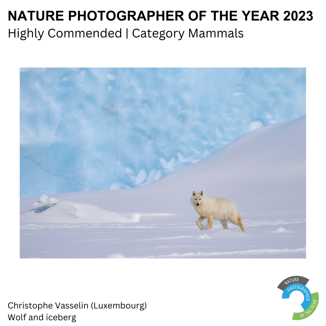 Wolf and Iceberg — Highly Commended, Mammals, Nature Photographer of the Year 2023