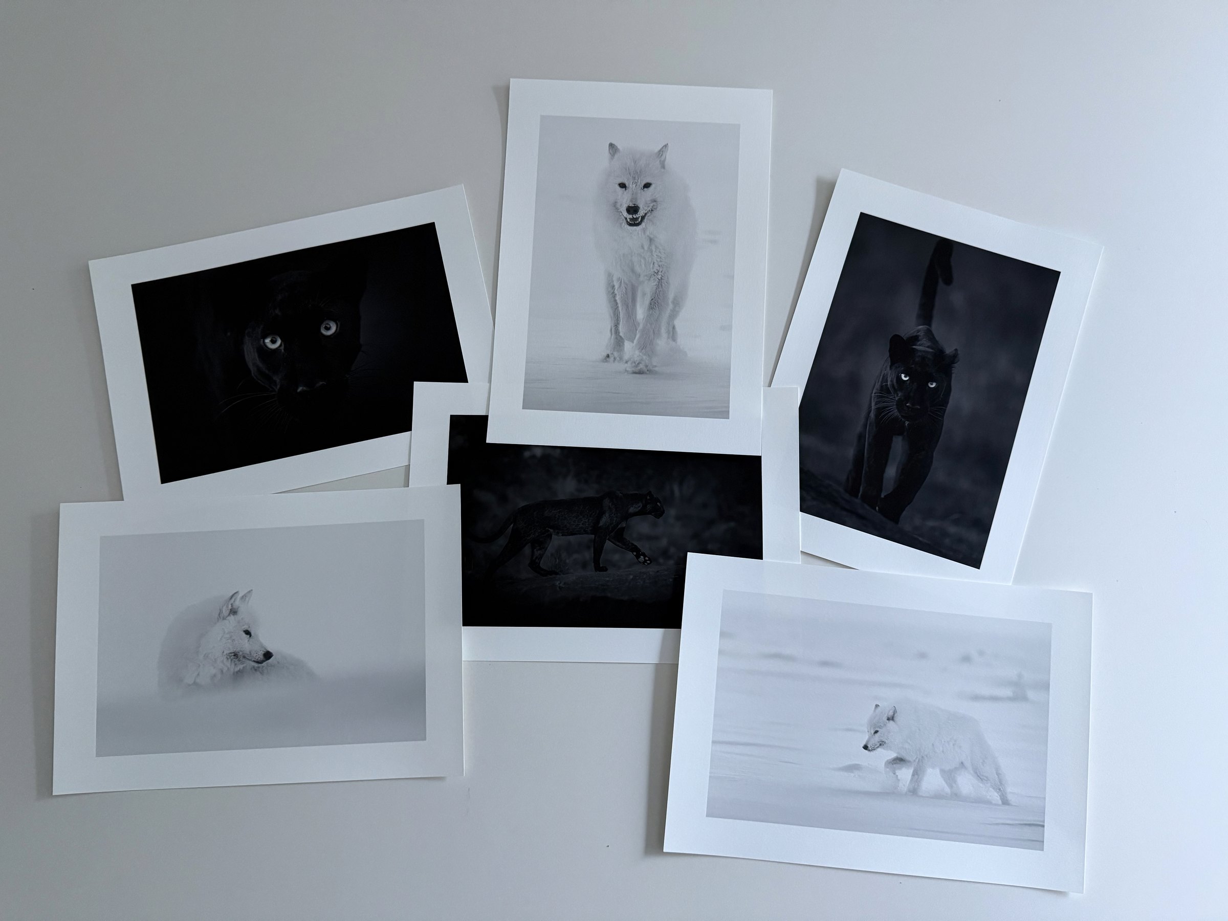 A curated selection of wildlife fine-art prints featuring Arctic wolves and black leopards