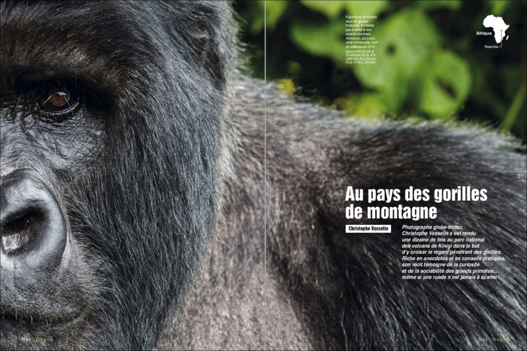 Au pays des gorilles de montagne, opening spread in Nat’Images