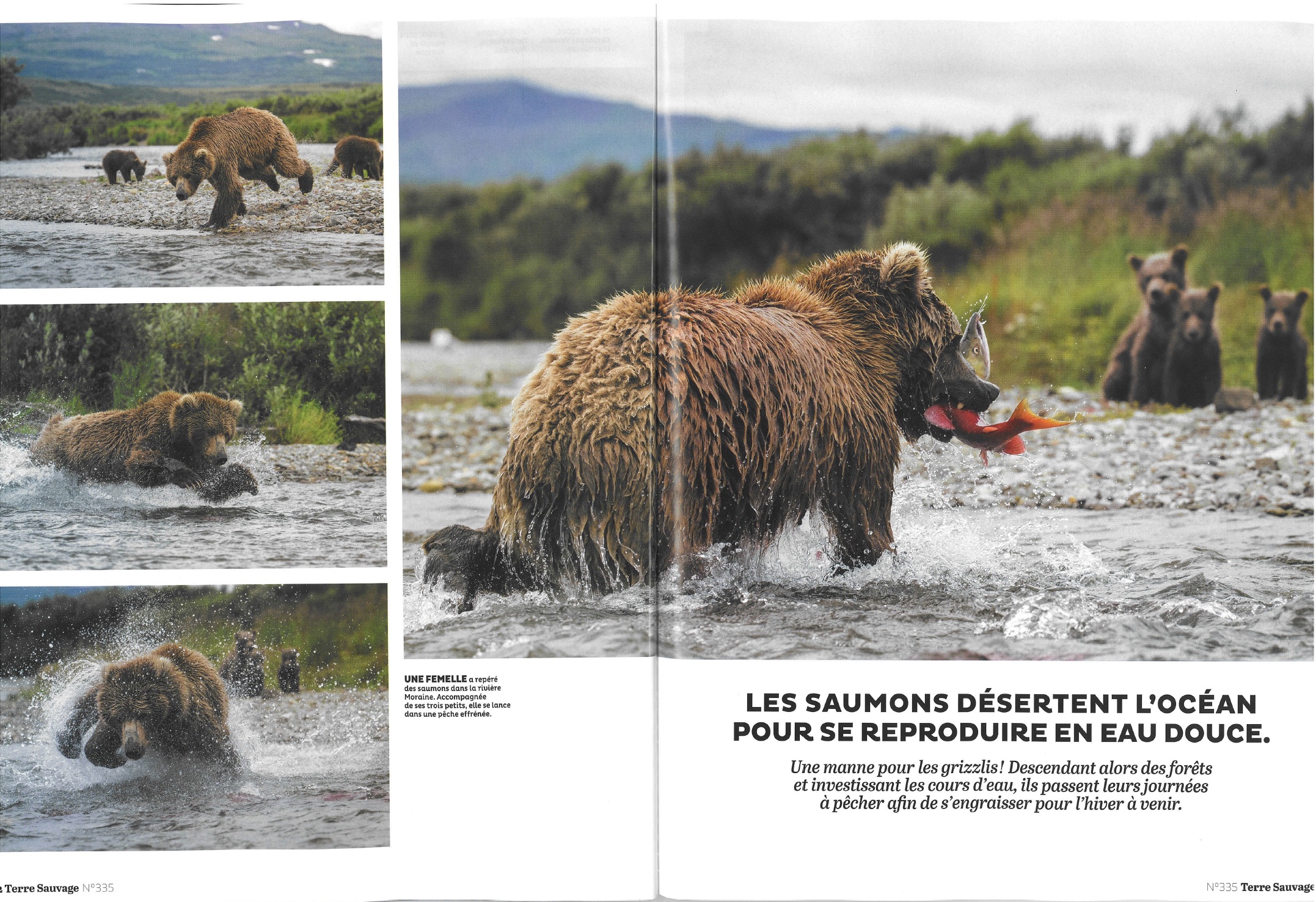 Grizzlis pêcheurs feature in Terre Sauvage