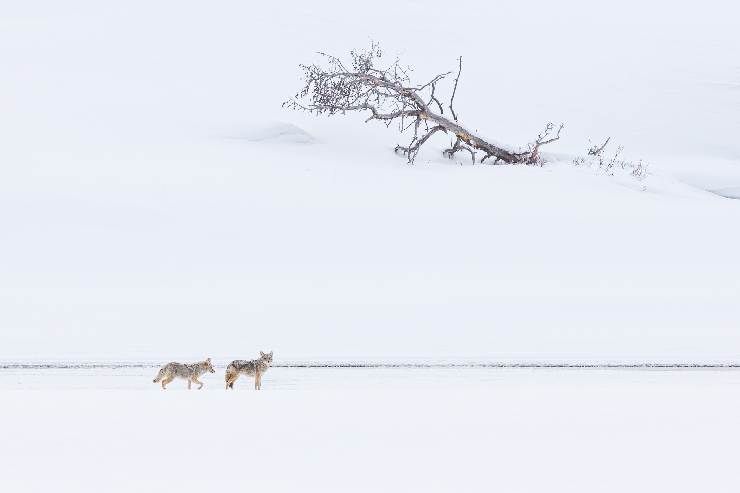 Coyotes