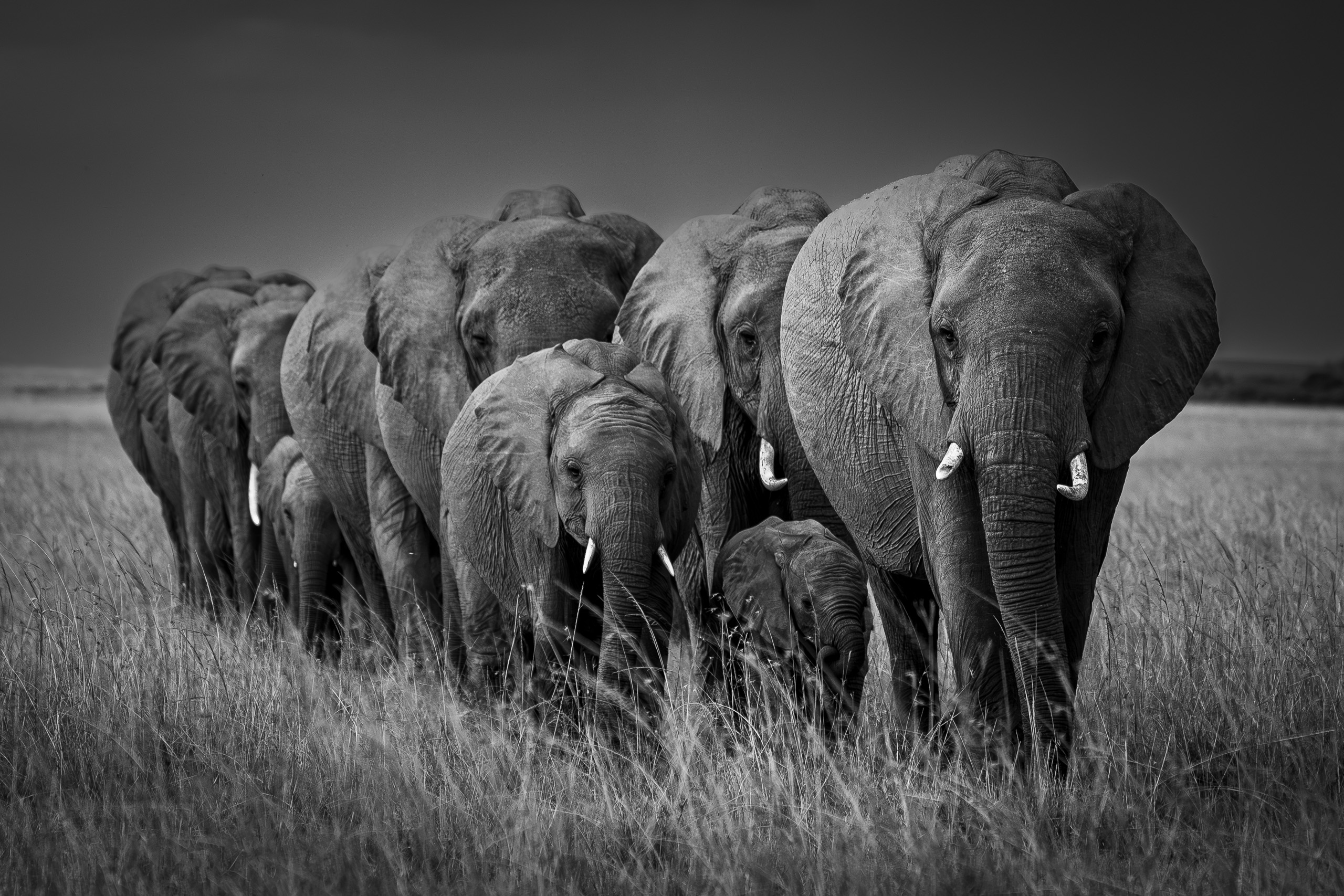 Elephants