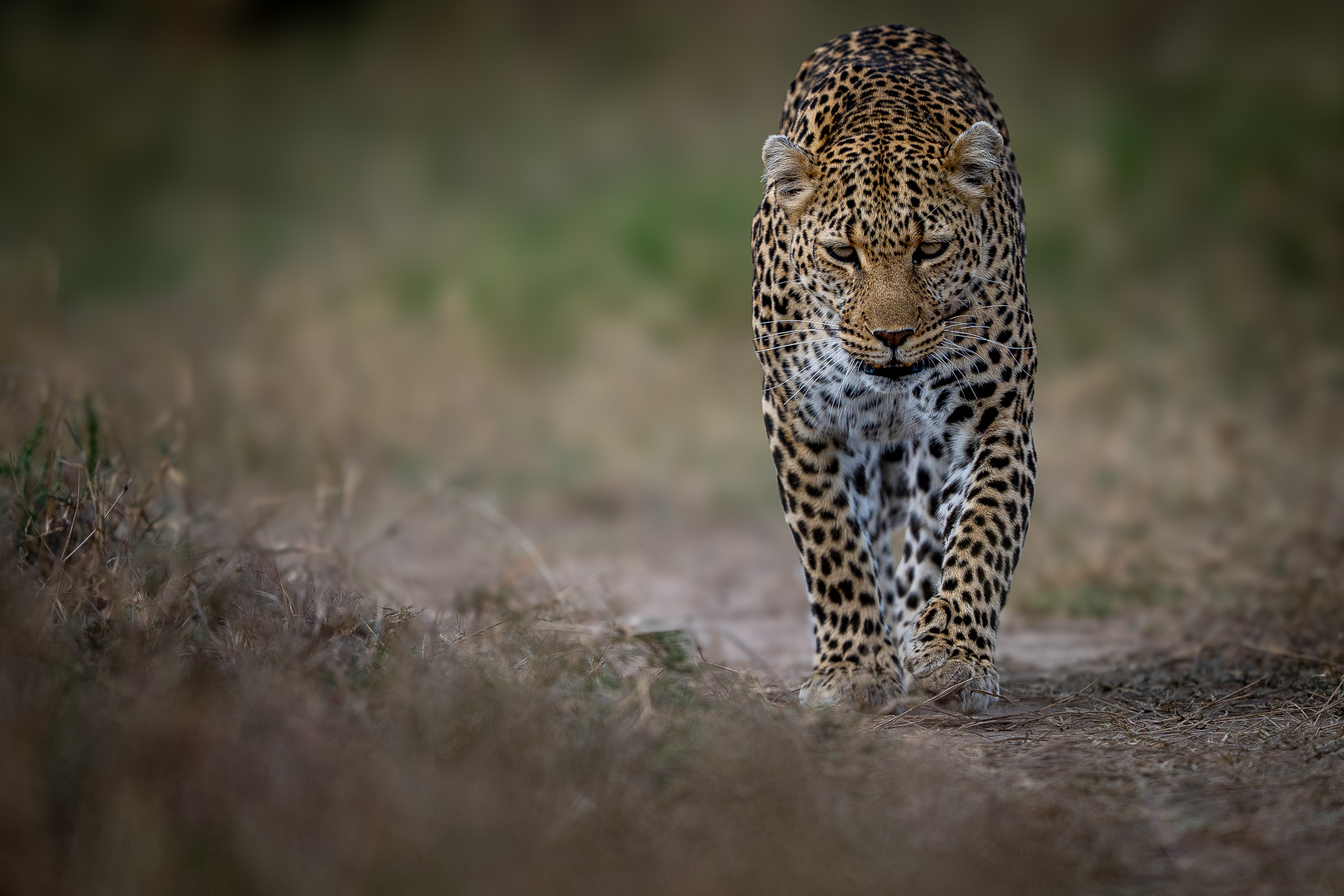 Leopard