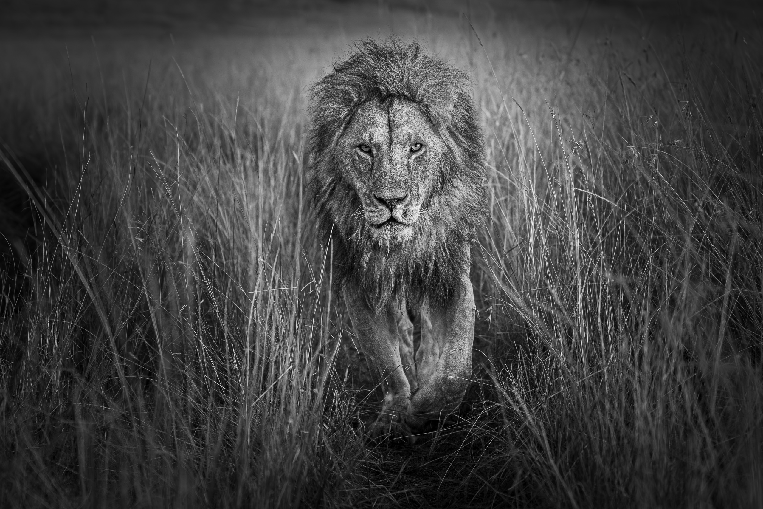 Lion