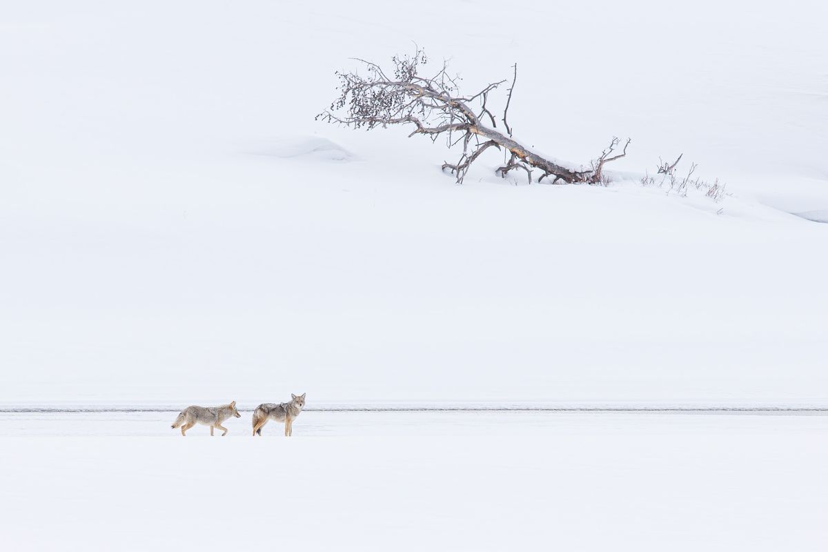 White Silence