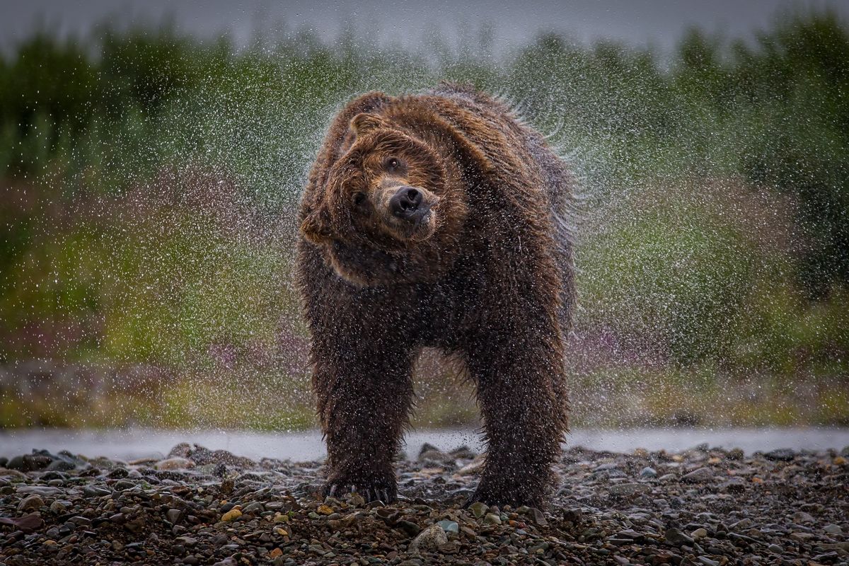 Wild Motion