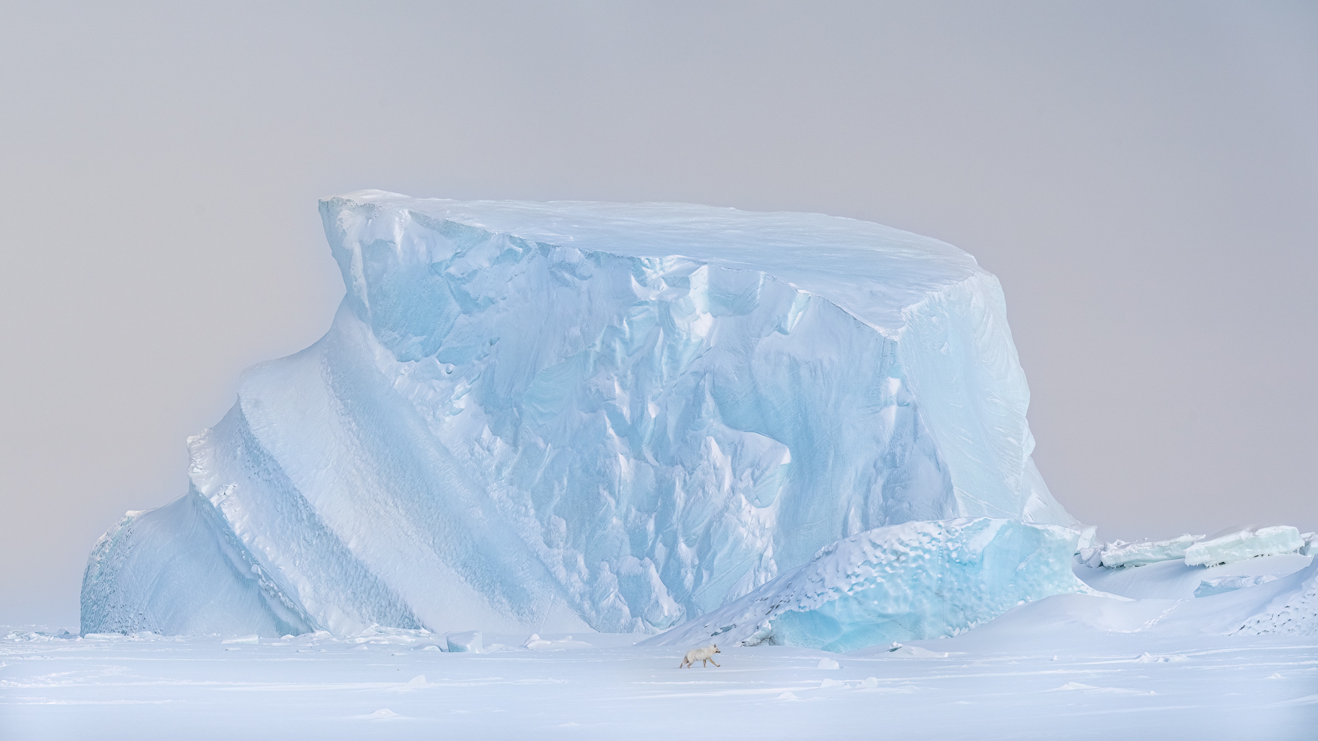 Arctic wolf beneath a monumental iceberg on Ellesmere Island