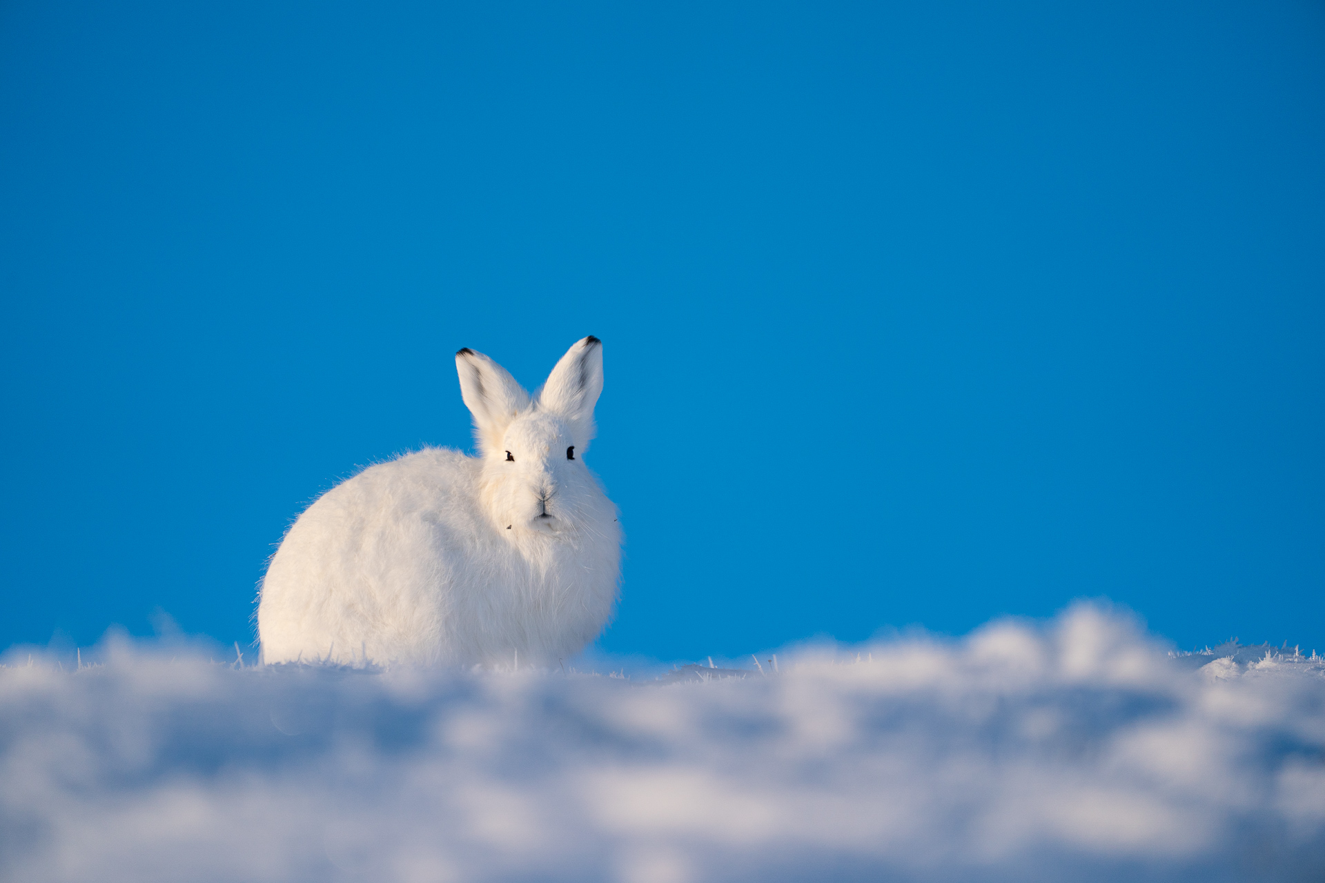 Arctic hare in the snow of Ellesmere Island