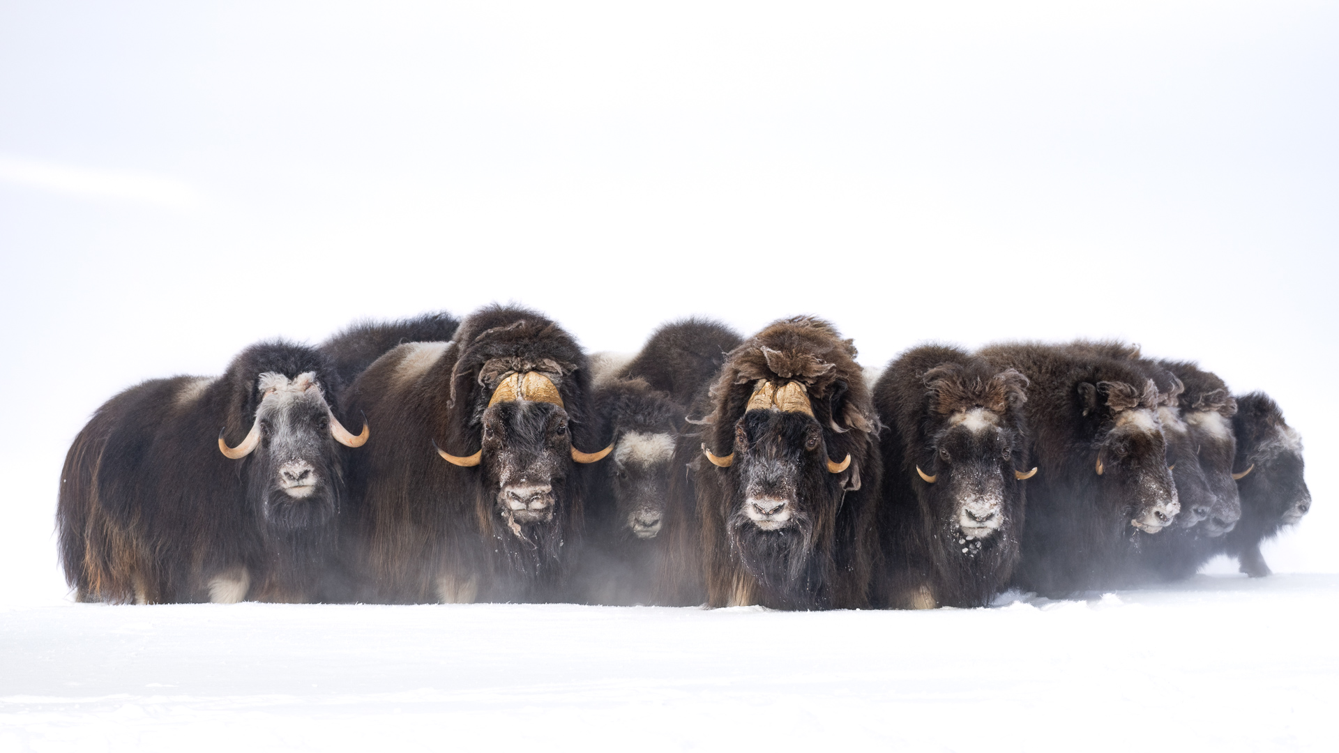 Musk ox herd facing the wind in the High Arctic
