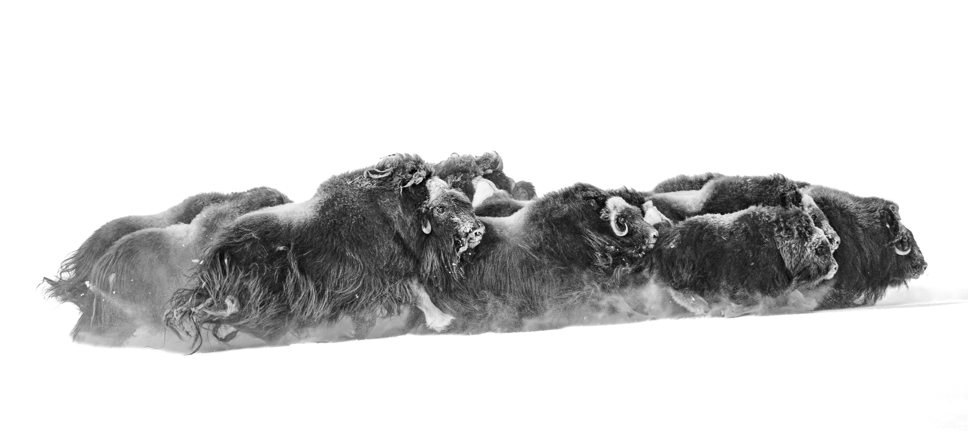 Musk ox herd advancing across the snow