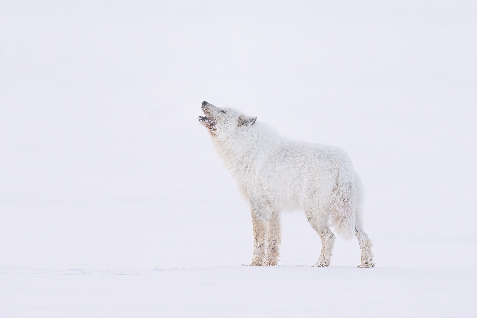 Arctic wolf howling into the white silence