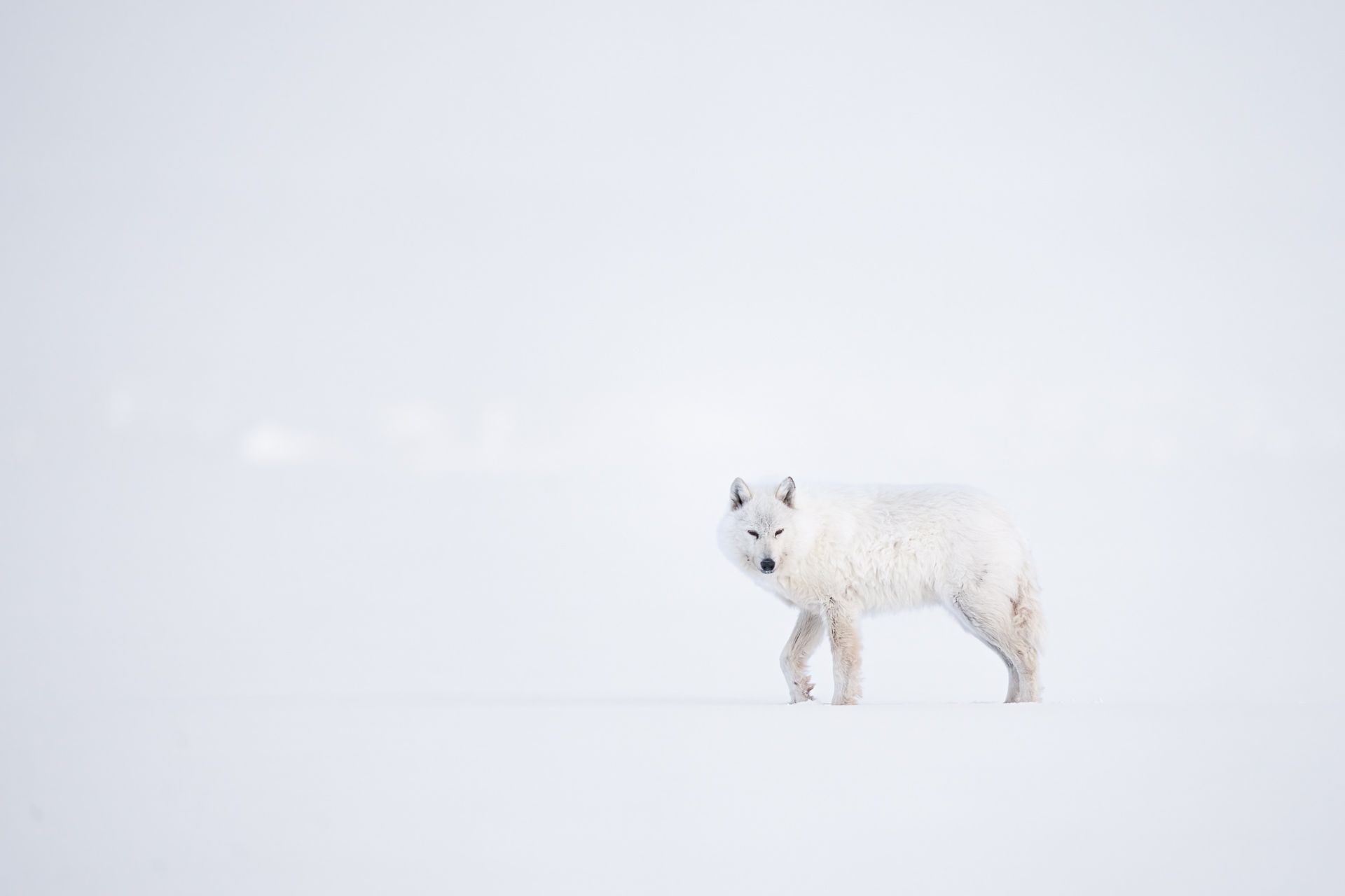 Distant Arctic wolf crossing a snow field