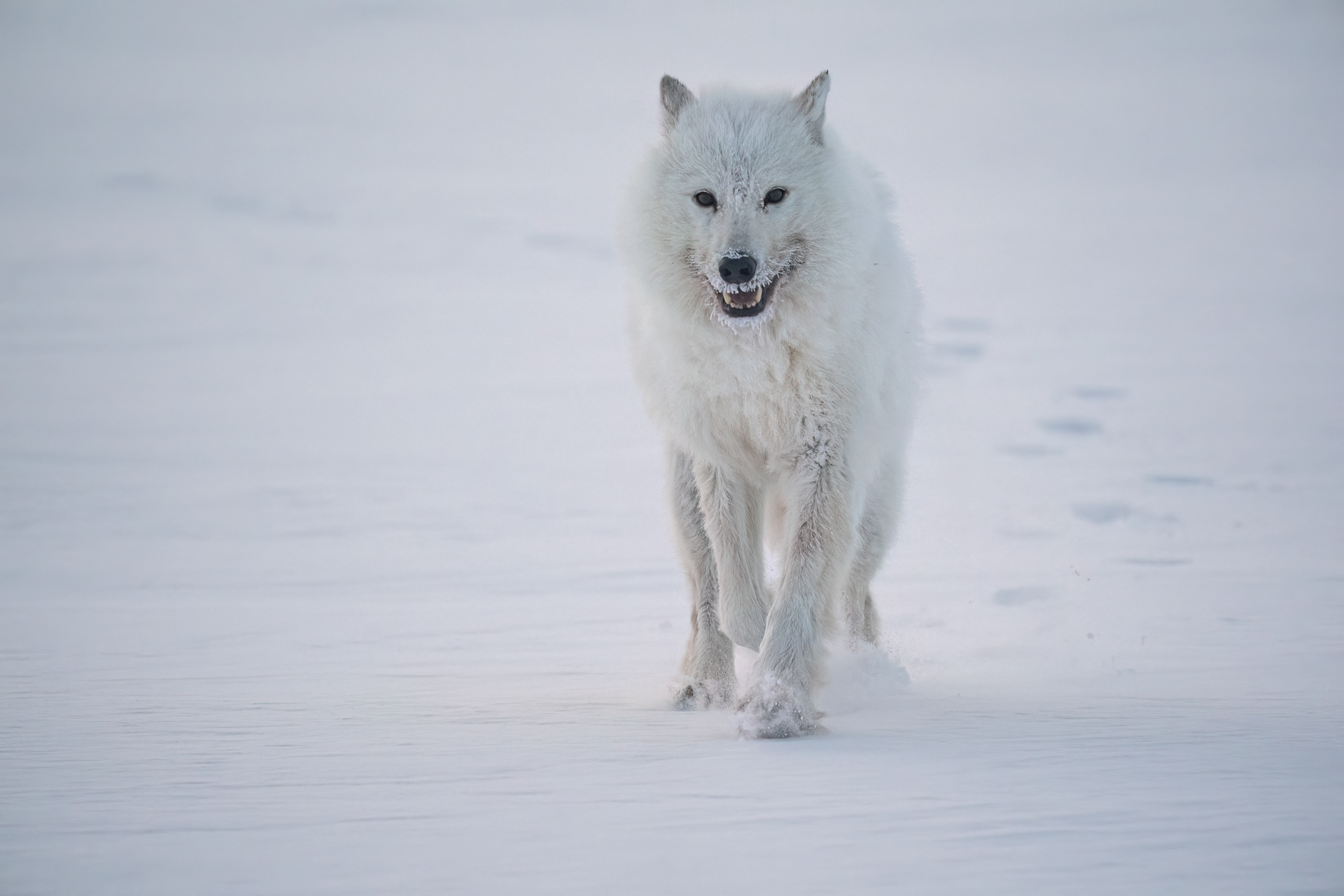 Arctic wolf emerging through windblown snow