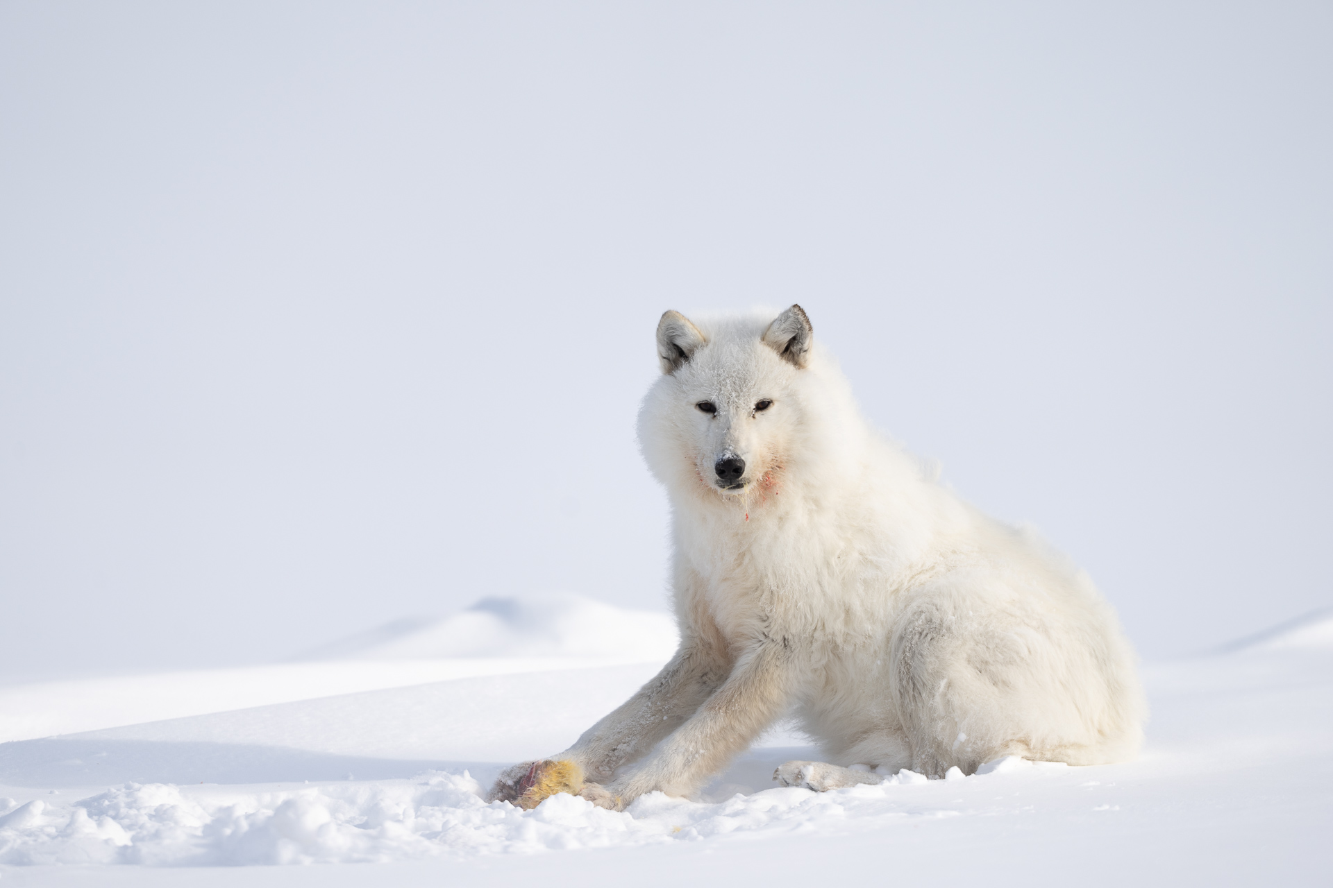 Portrait of an Arctic wolf on Ellesmere Island