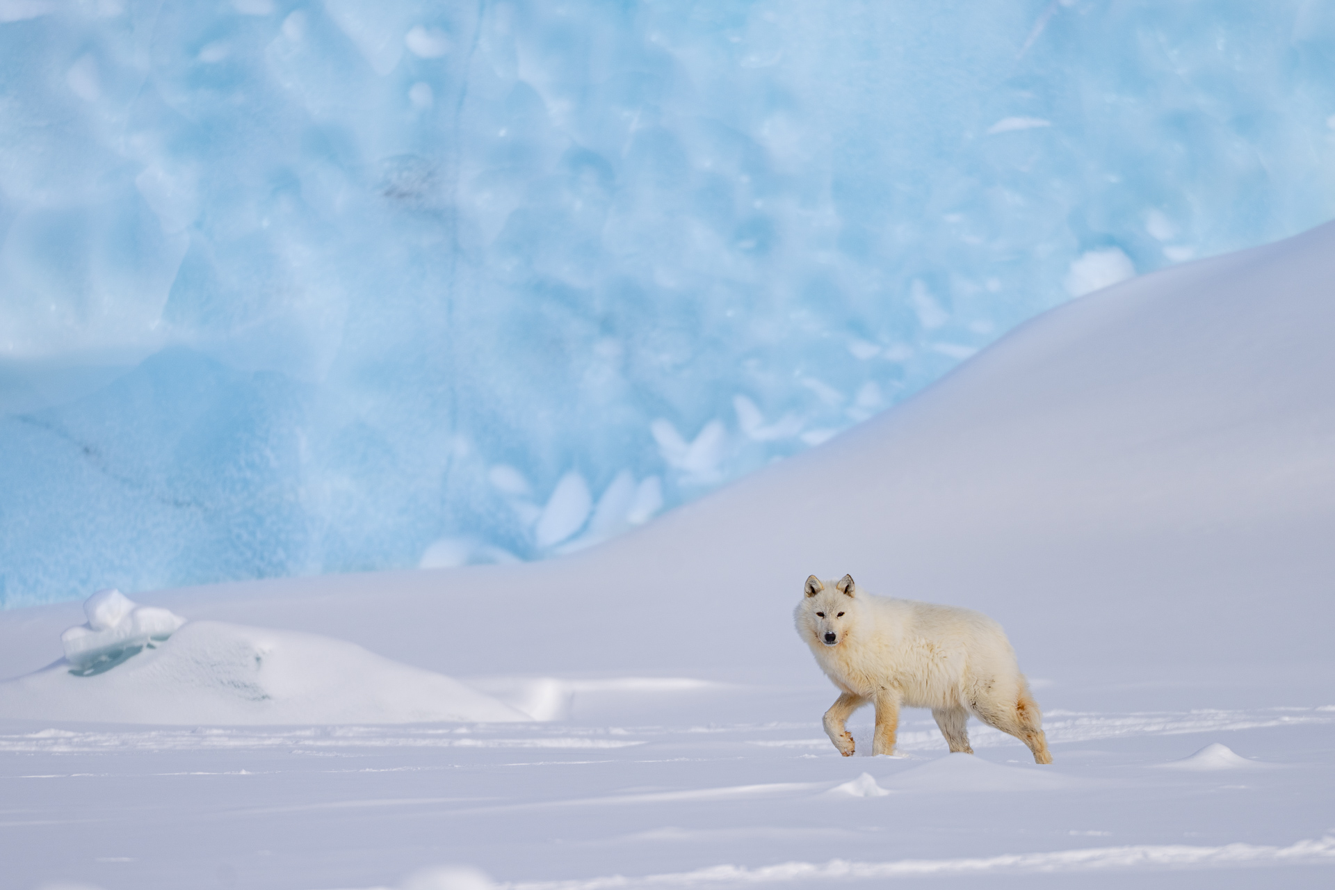 Arctic wolf walking before blue ice