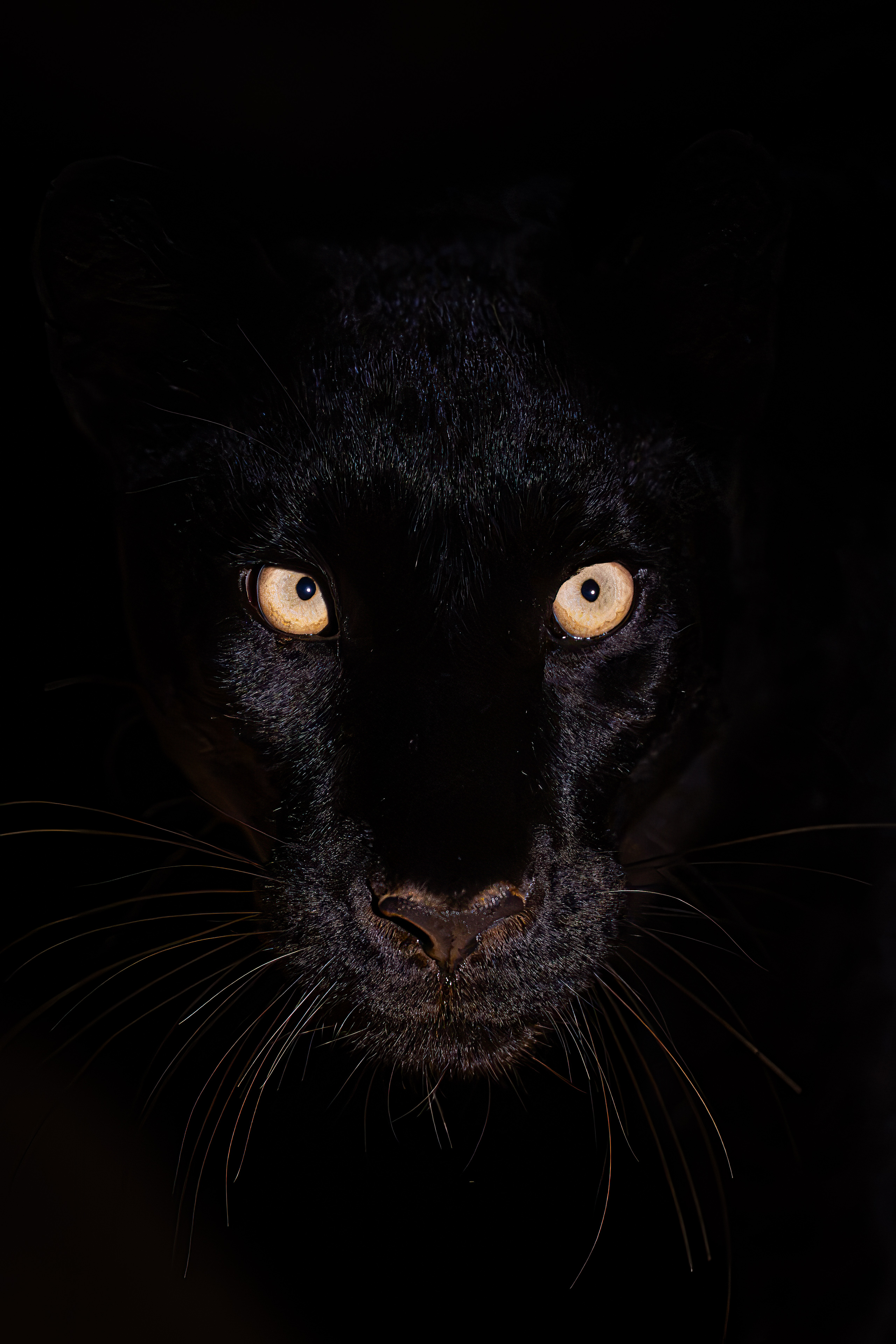 Giza black leopard portrait