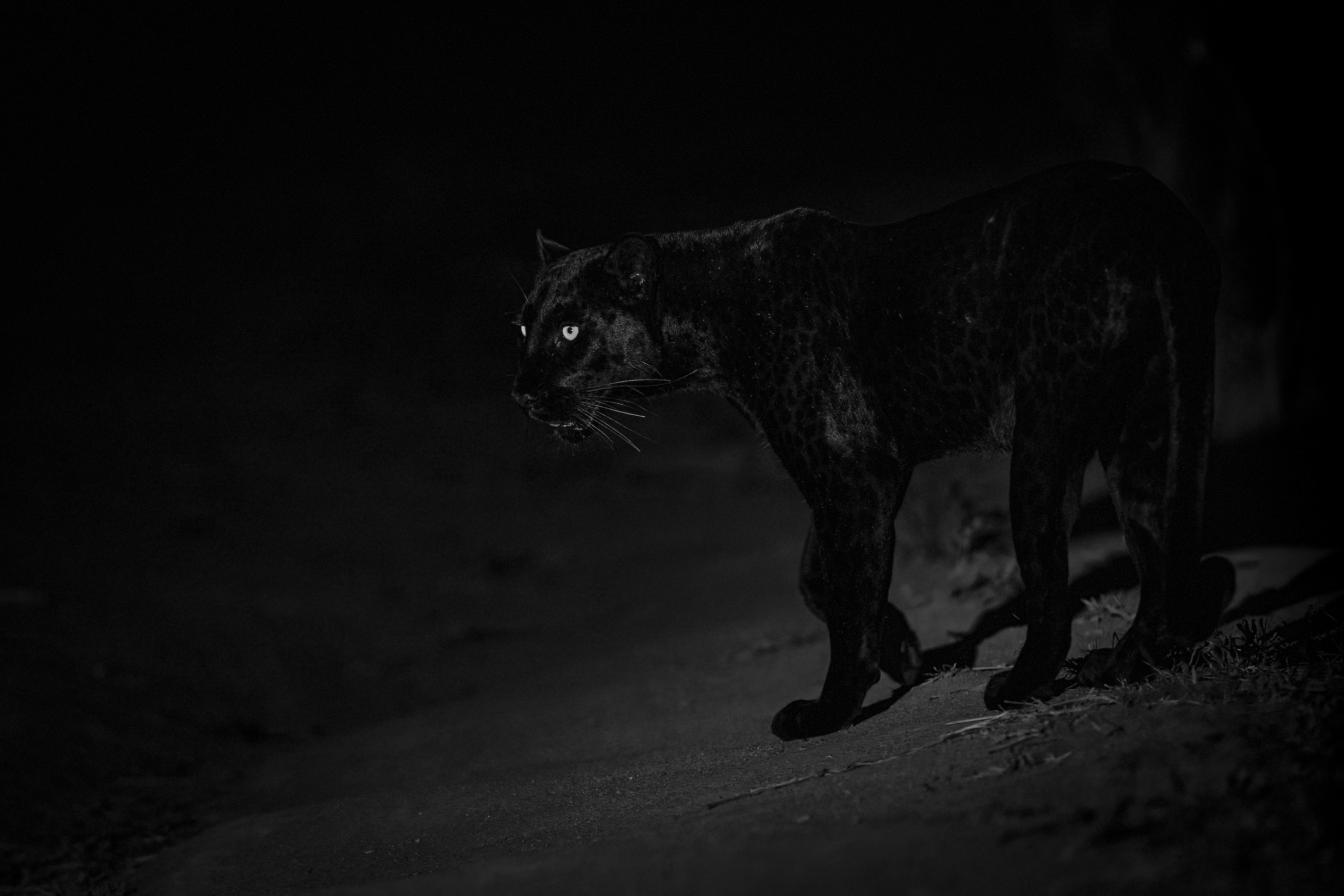 Giza, black leopard
