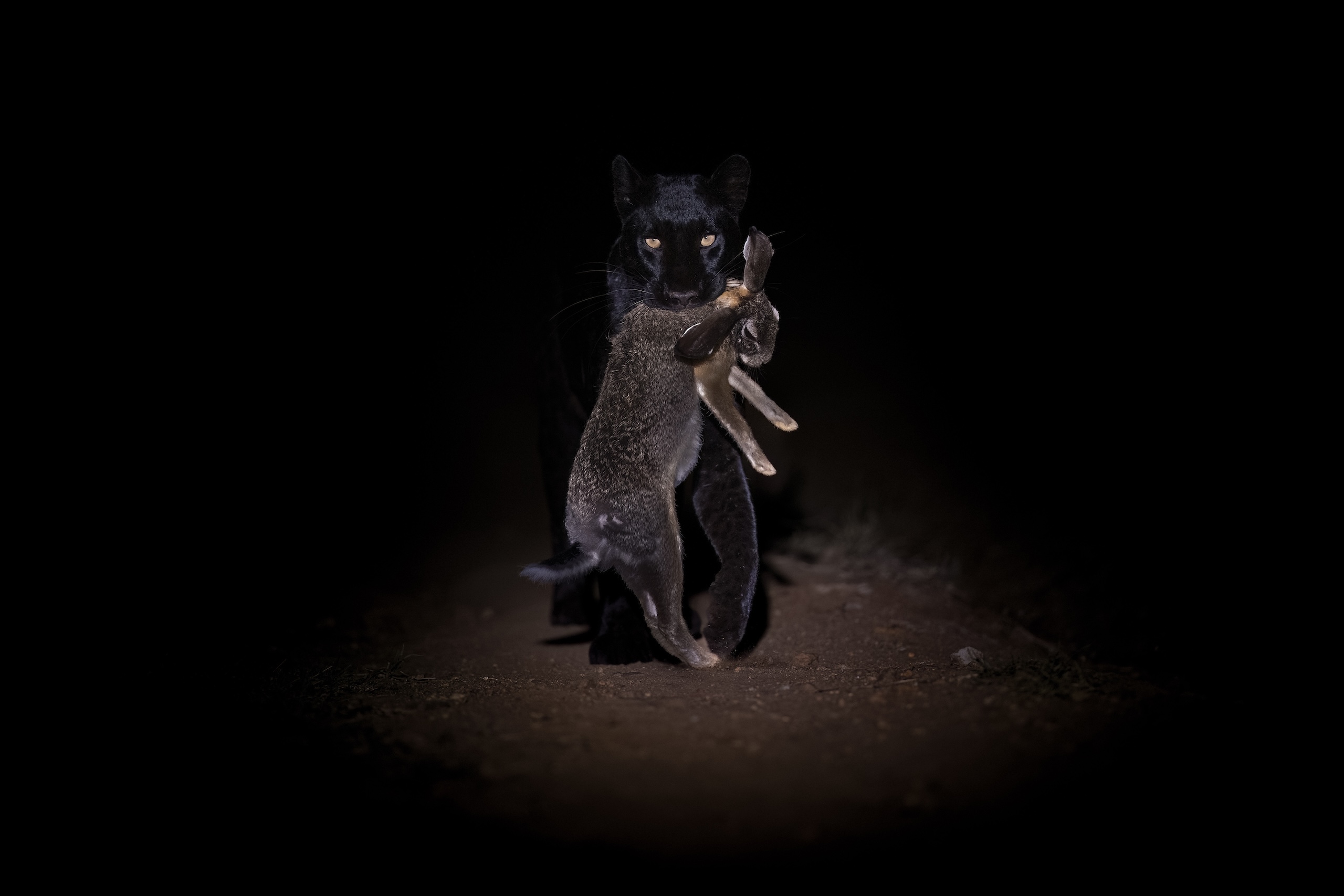 Giza carrying prey
