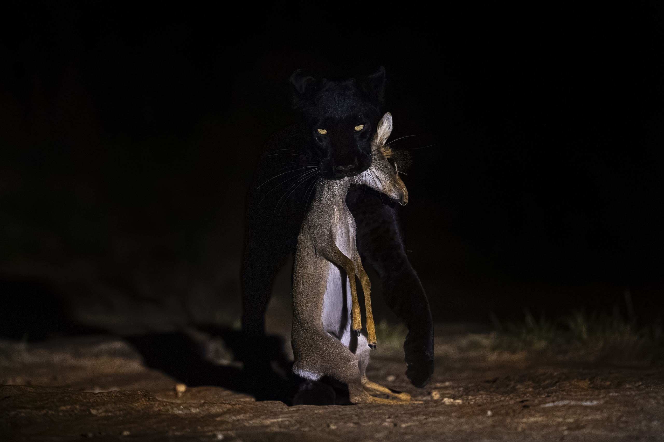 Giza carrying prey at night
