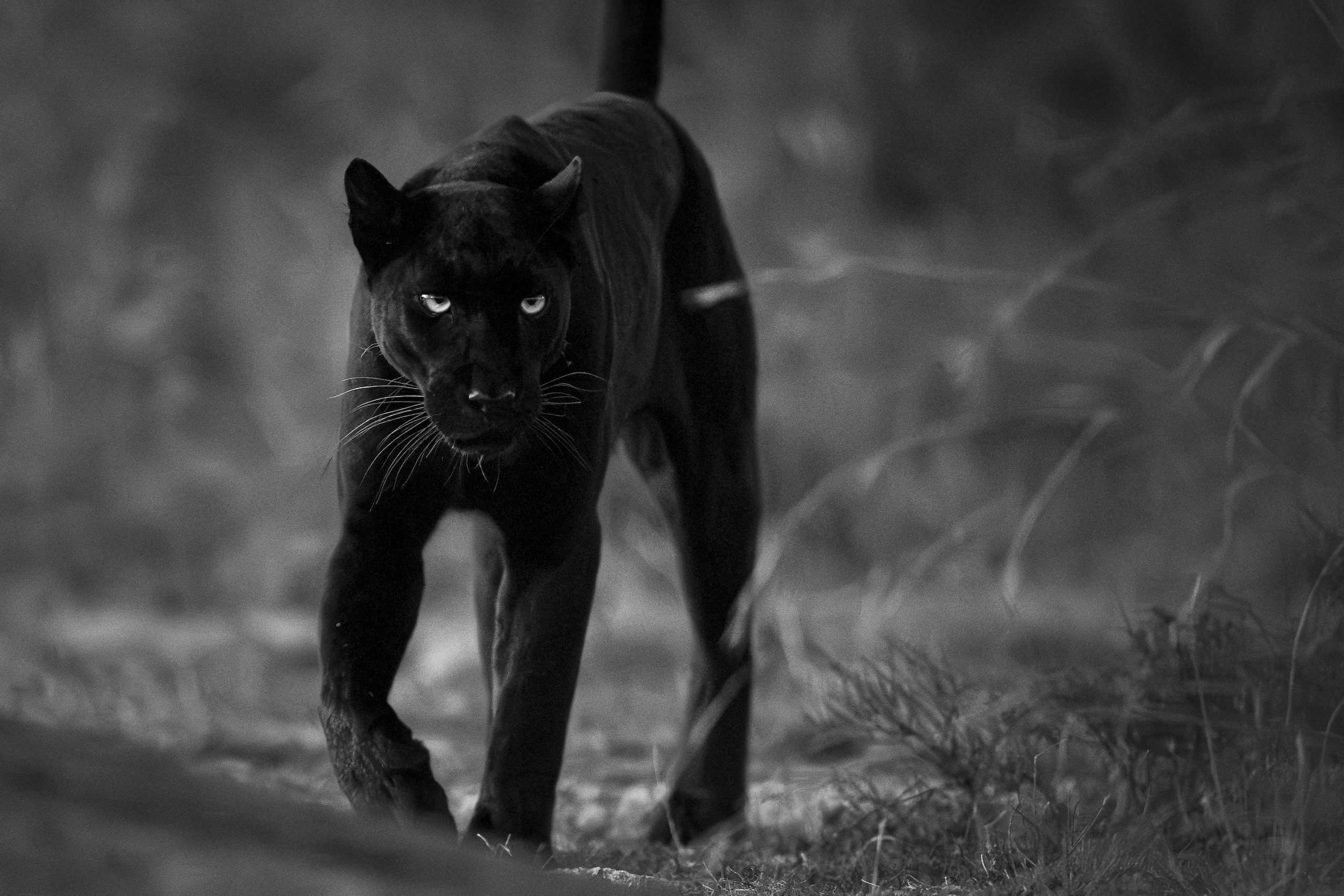 Giza black leopard in black and white