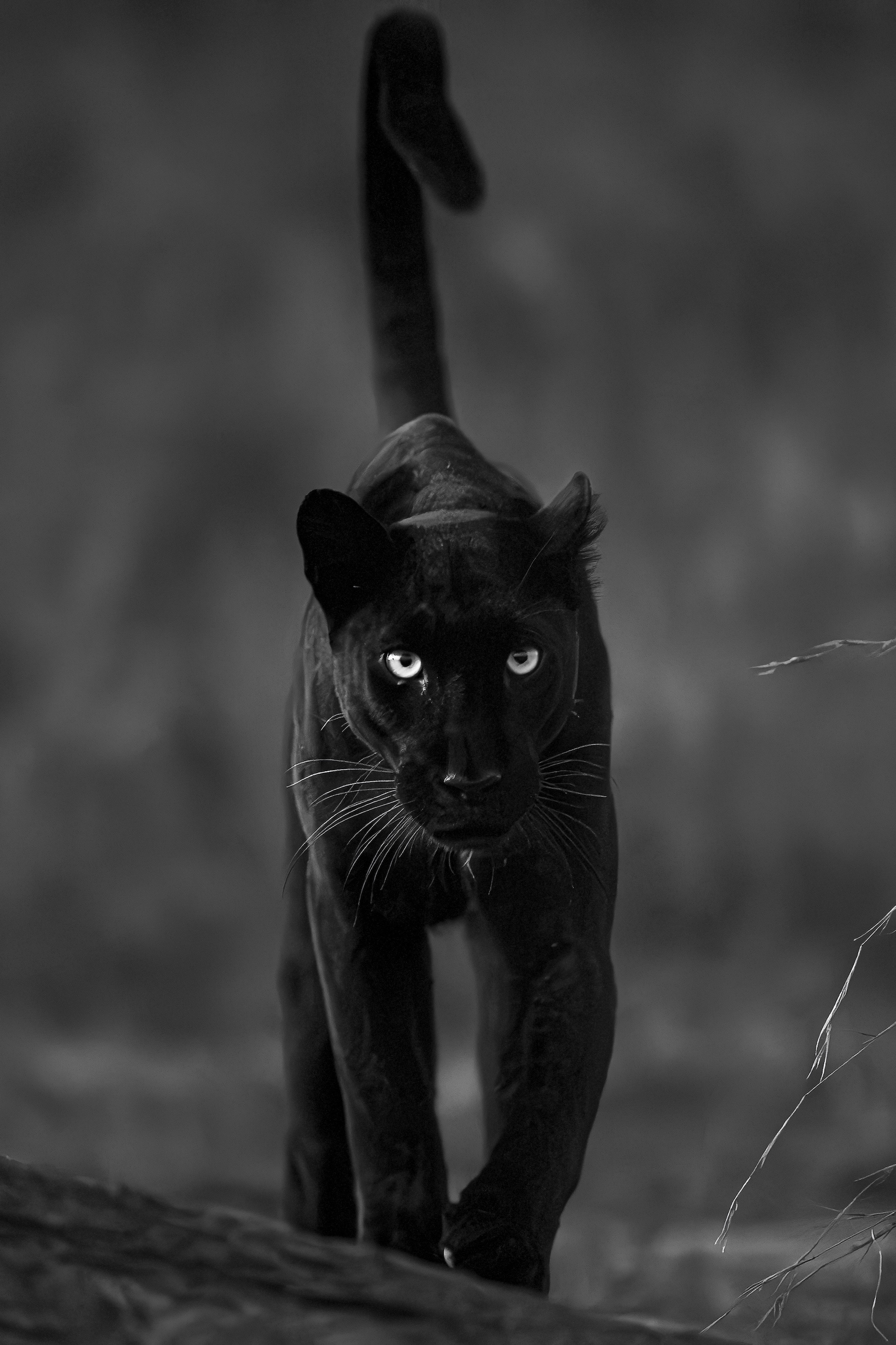 Giza black leopard portrait