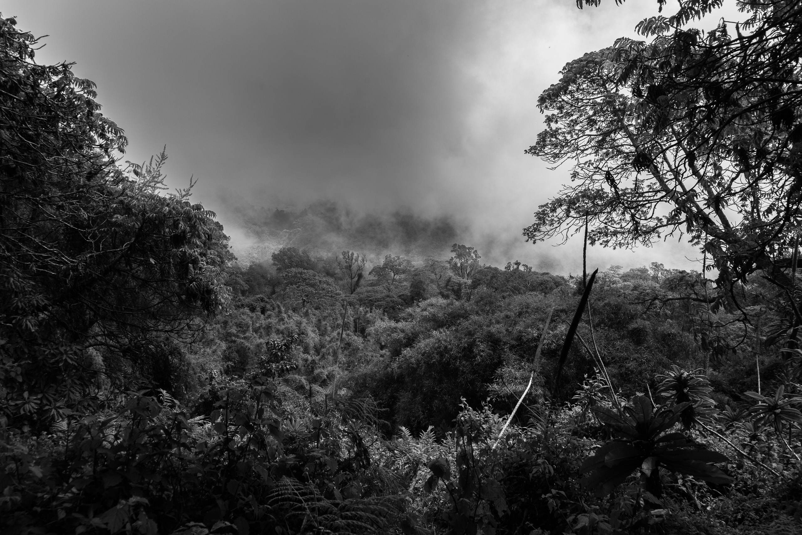 Virunga forest, Rwanda