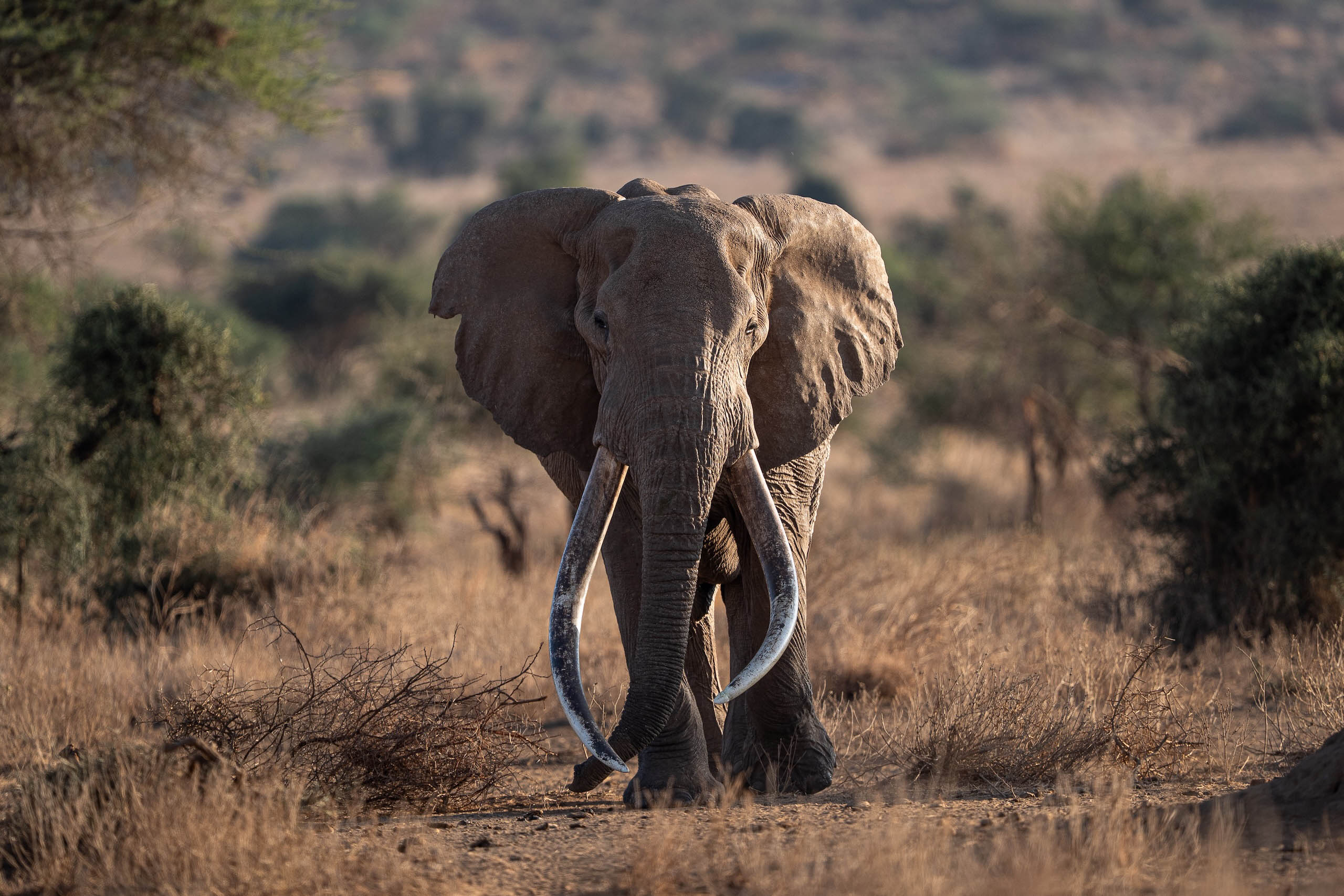 Craig, African elephant