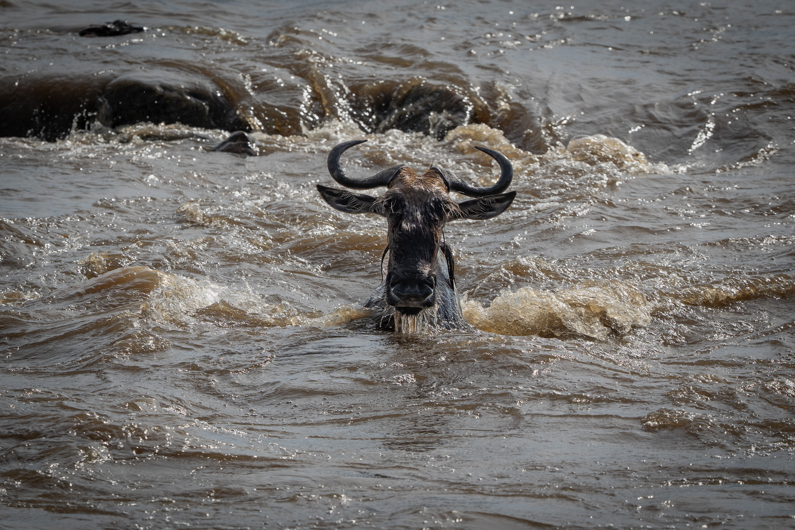 A wildebeest facing the camera amid the swirling water