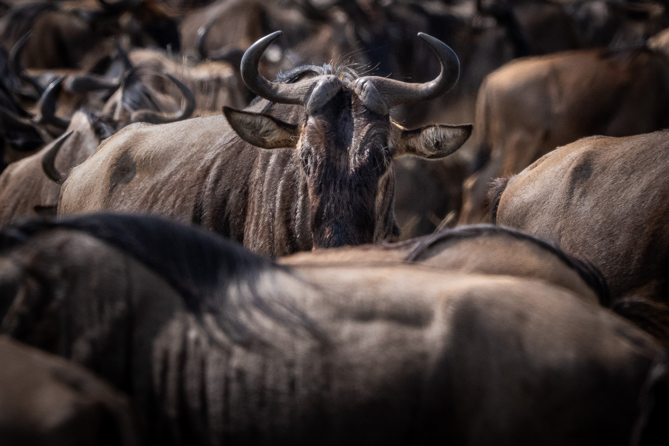 A face in the herd