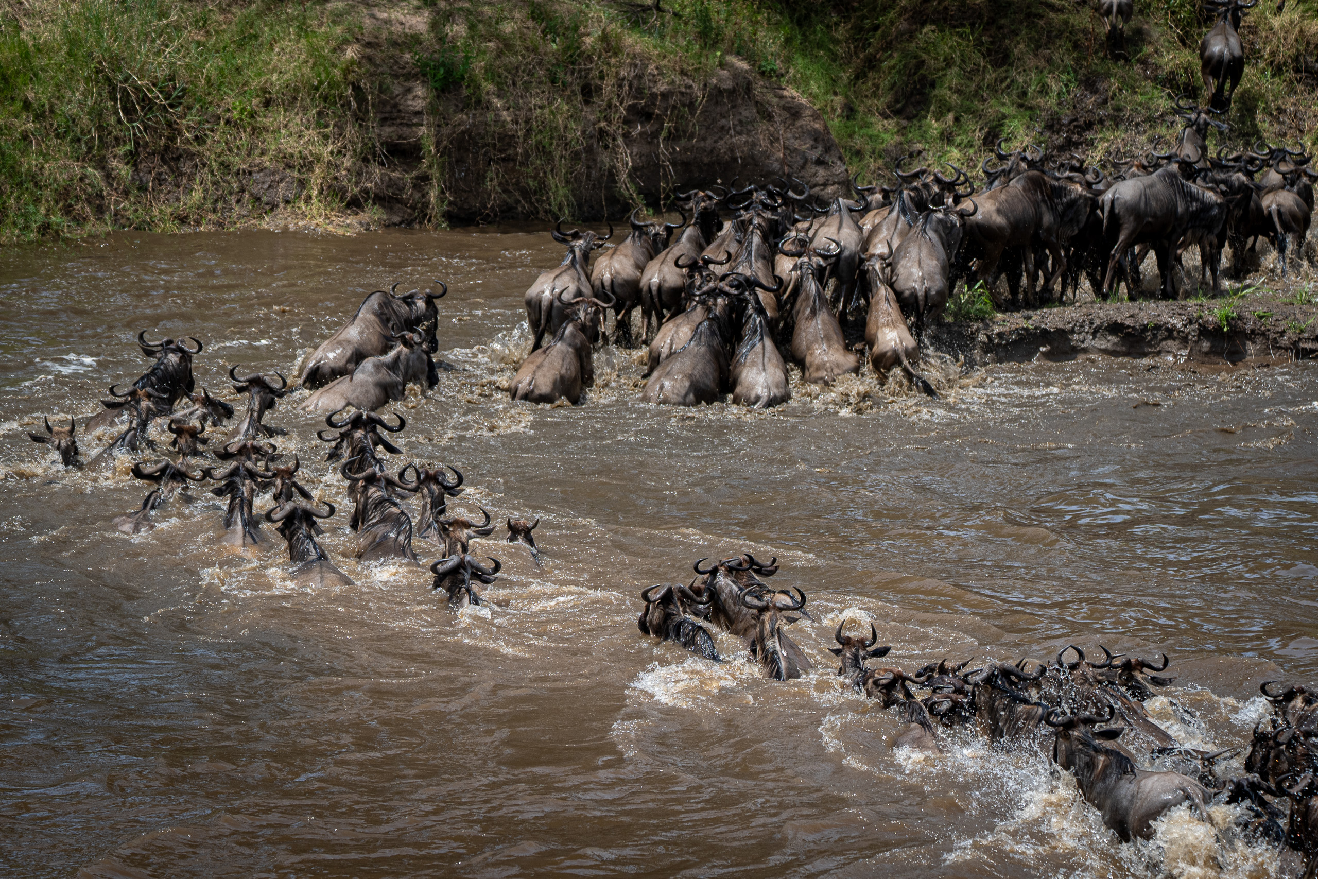 Wildebeest swimming towards the herd climbing the far bank