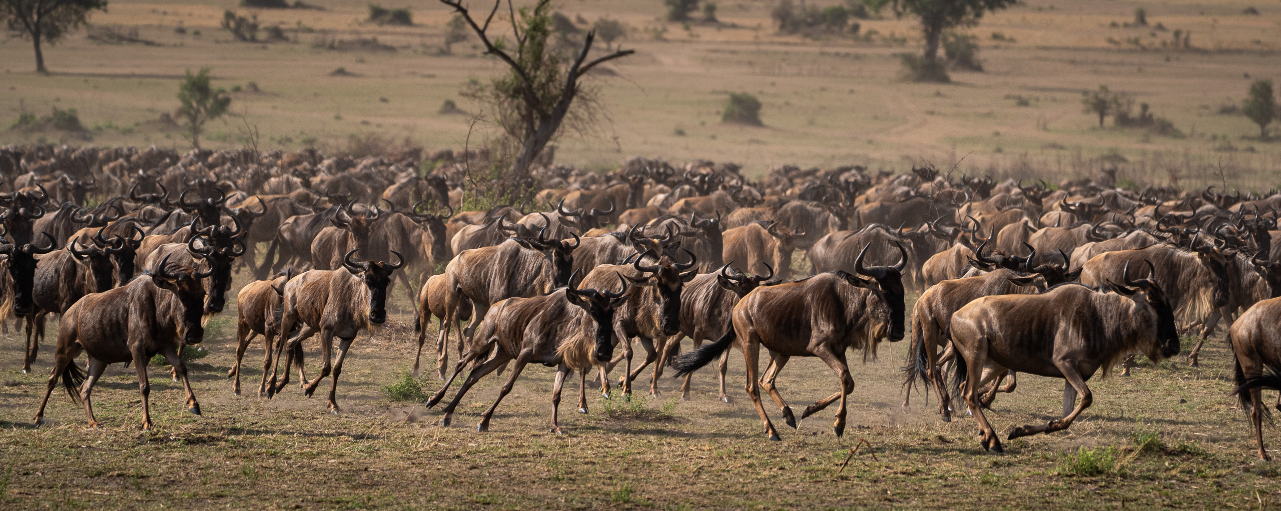 Wildebeest gathering on the savannah