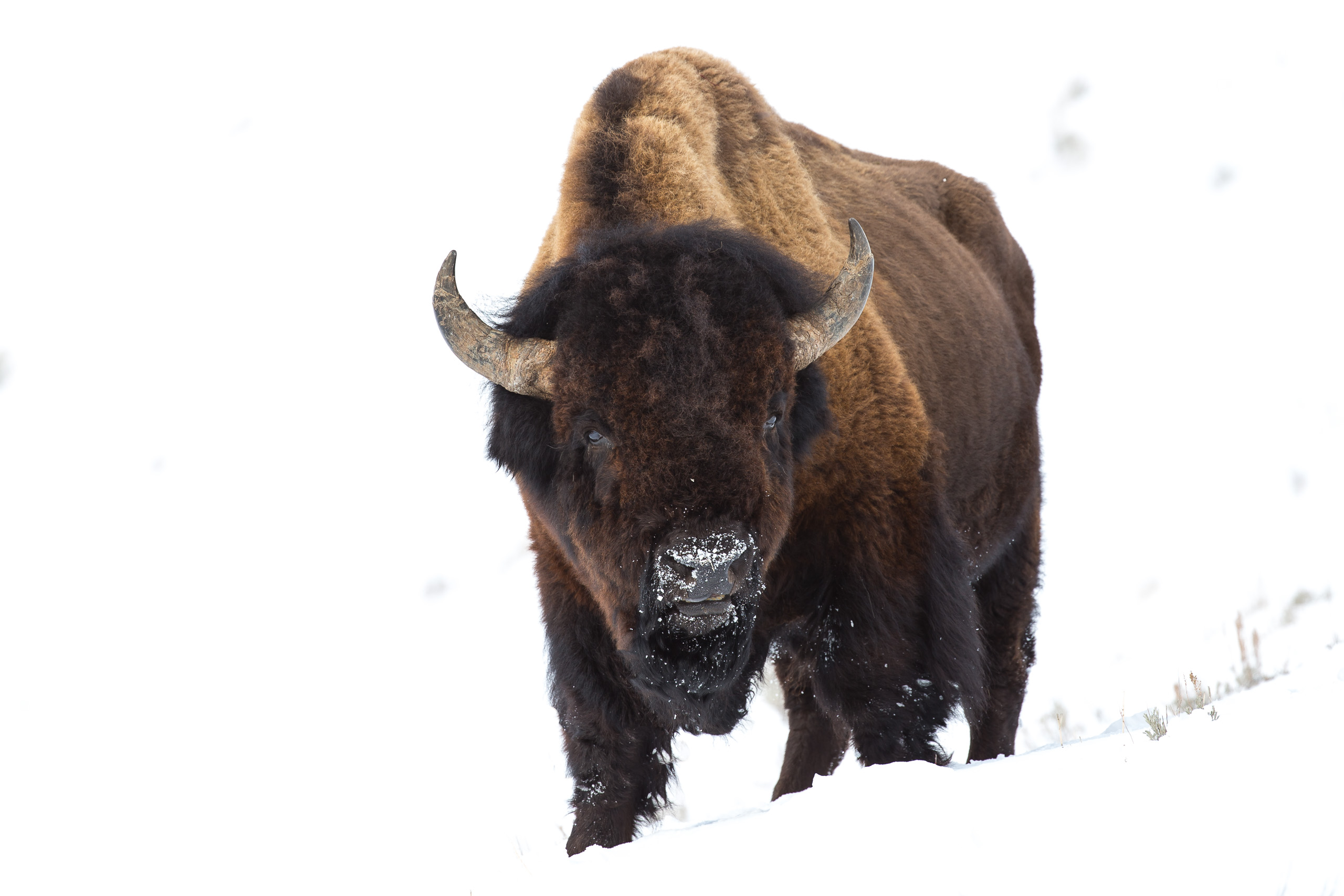 Bison in North America
