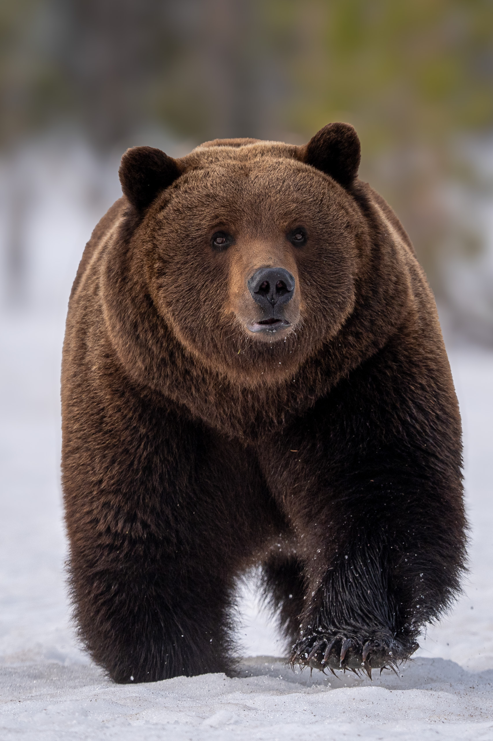 Brown bear in Europe