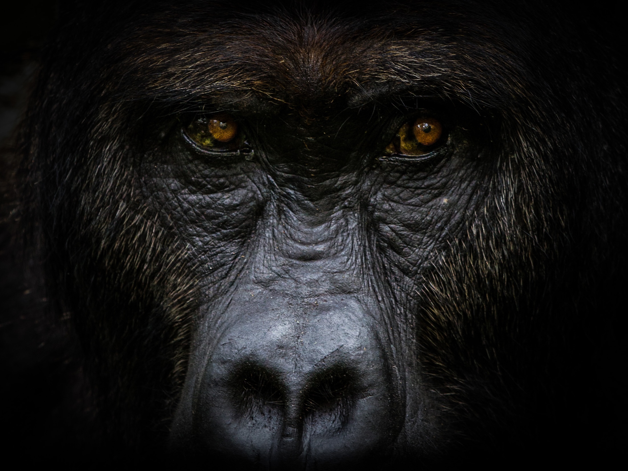 Mountain gorilla