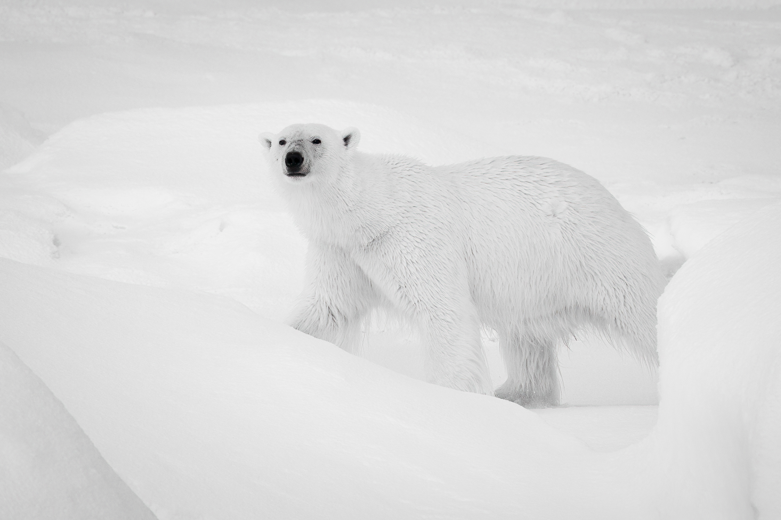 Polar regions