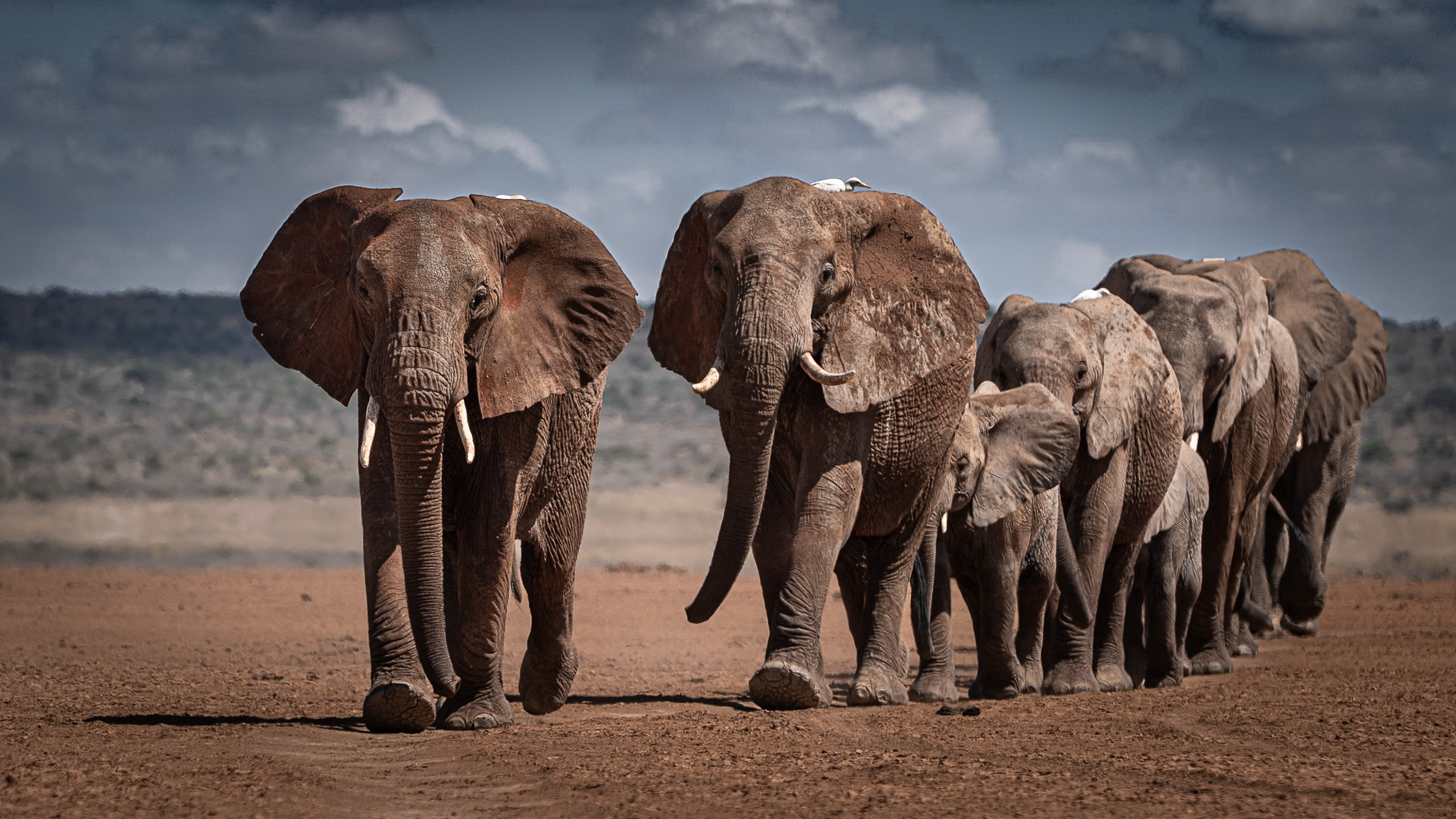 Elephants in Africa