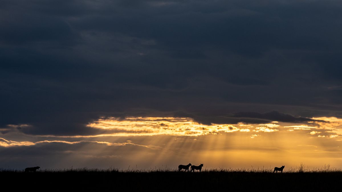 African wildlife