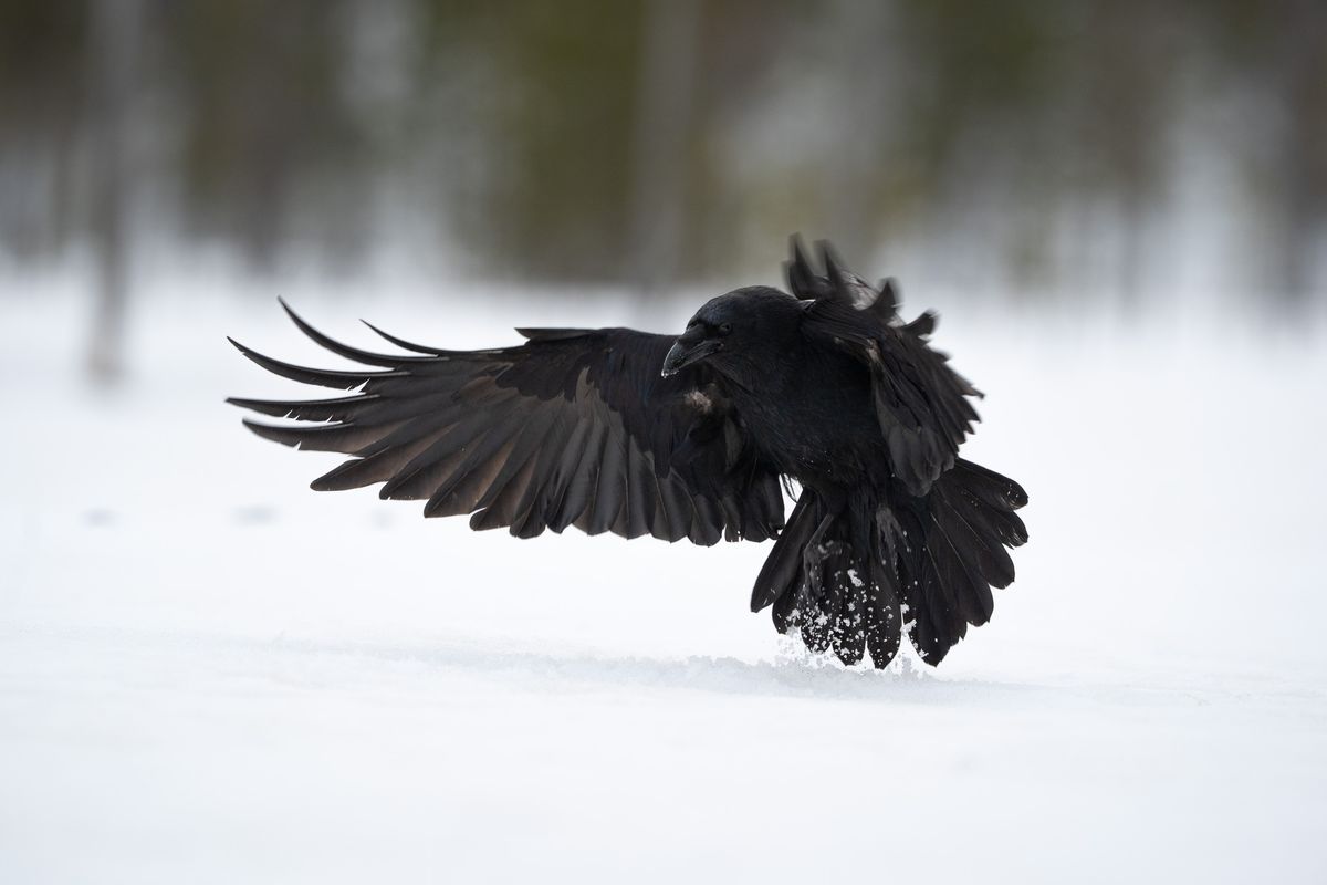 European wildlife