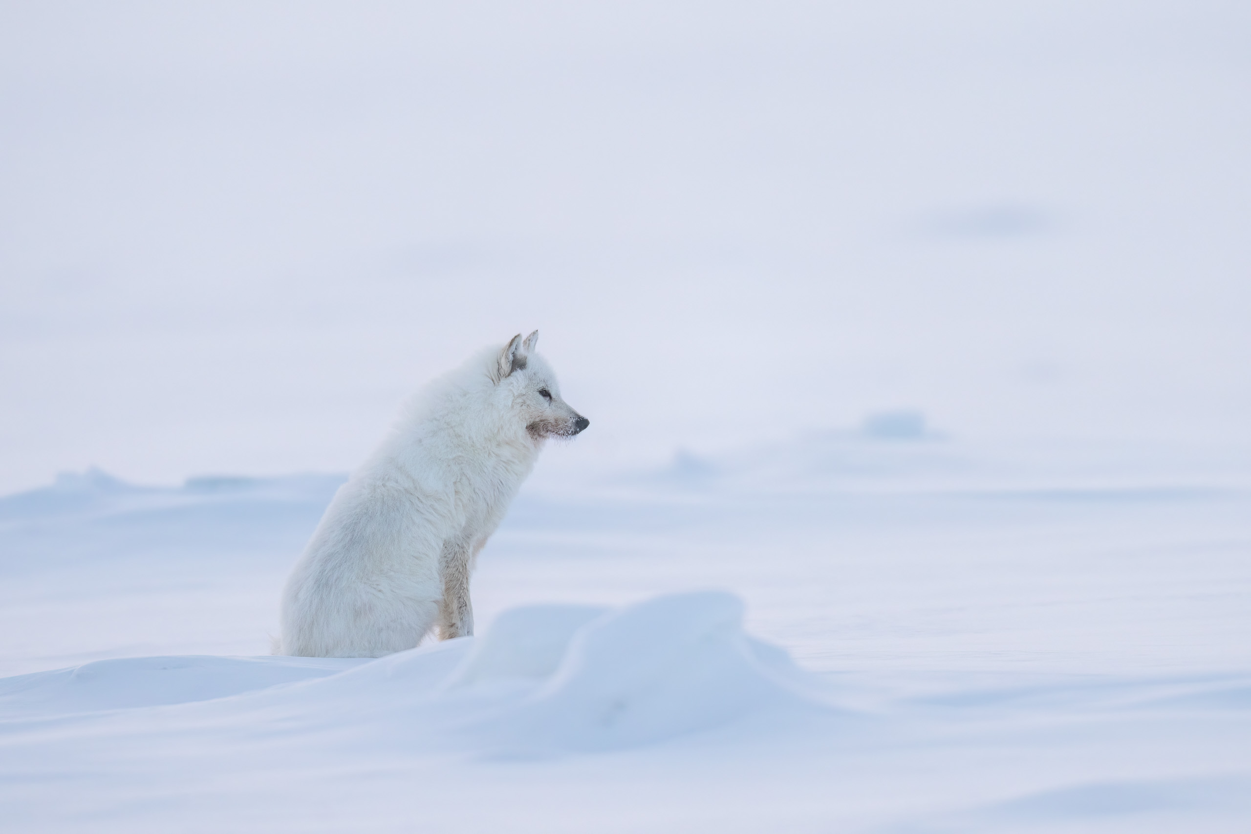 Arctic wolf