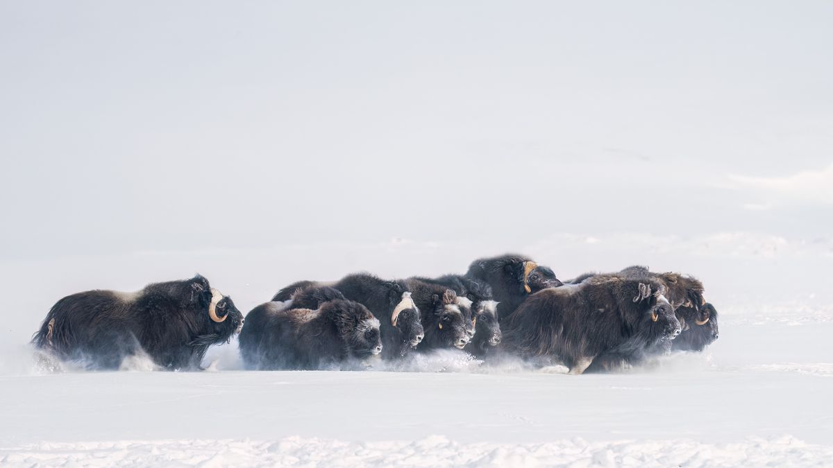 Polar wildlife